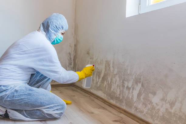 Licensed Attic Mold Removal service in Hillsborough, NC - WQB Mold Removal