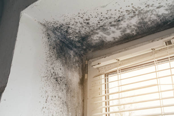 Affordable Attic Mold Removal solutions in Hillsborough, NC